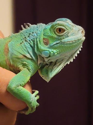 Pet Store «Southside Aquatics», reviews and photos, 2039 Pleasanton Rd, San Antonio, TX 78221, USA