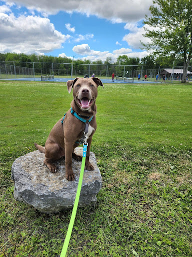 The Pawsitive Center for Dogs Inc