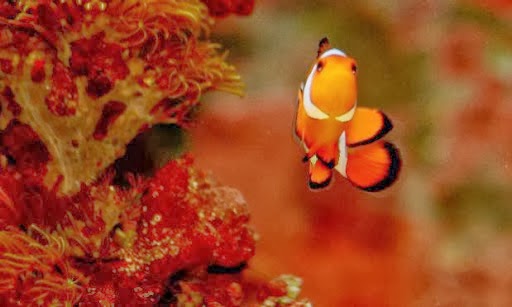 Aquarium Shop «Apex Aquarium», reviews and photos, 11111 N Central Expy, Dallas, TX 75243, USA