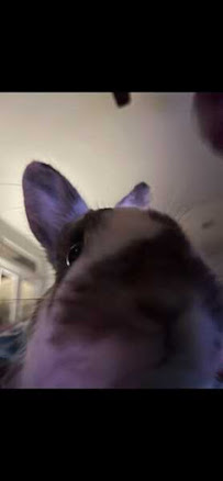 Pet Sitters - Photo 9 - Car repair in , Scottsdale