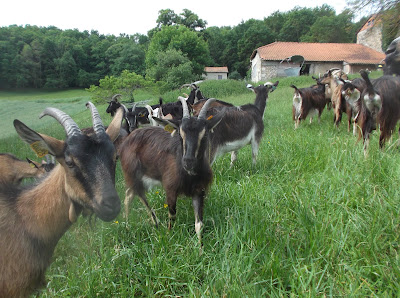 la chevre coquine à Douchapt