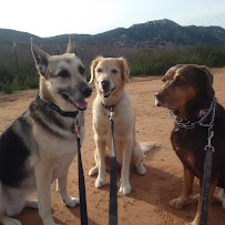 Divine Pet Care® - Photo 8 - Car repair in , San Diego
