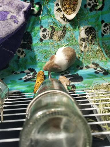 Pet Supply Store «Petco», reviews and photos, 131 N Cattlemen Rd, Sarasota, FL 34243, USA