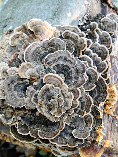 State Park «Rosaryville State Park», reviews and photos, 7805 W Marlton Ave, Clinton, MD 20735, USA