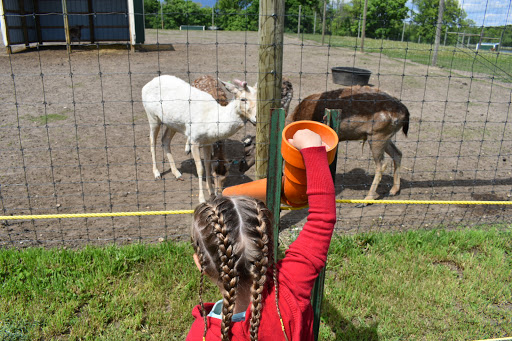 Zoo «Trowbridge Creek Zoo», reviews and photos, 50622 Co Rd 17, Vergas, MN 56587, USA