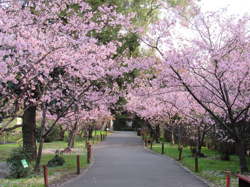 JAPONÉS Garden