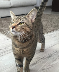 Paws Play - Photo 4 - Car repair in , San Diego