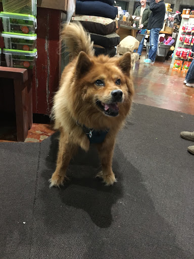 Pet Supply Store «Green Dog Pet Supply», reviews and photos, 4327 NE Fremont St, Portland, OR 97213, USA