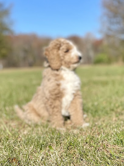 Goldendoodle puppies for sale @ Toneytails Doodles Goldendoodles and Standard Poodles