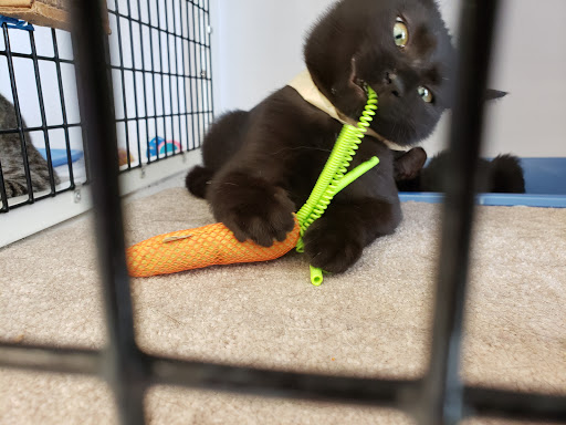 Pet Supply Store «Pet Supplies Plus», reviews and photos, 1258 Northlake Blvd, Lake Park, FL 33403, USA