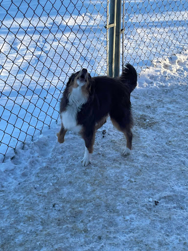 Lamont Boarding Kennels