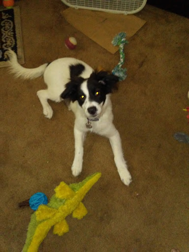 Pet Supply Store «Pet Supplies Plus», reviews and photos, 652 Edelweiss Village Pkwy, Gaylord, MI 49735, USA