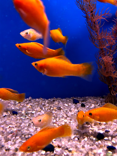 Tropical Fish Store «The Hidden Reef, Inc», reviews and photos, 4501 New Falls Rd, Levittown, PA 19056, USA