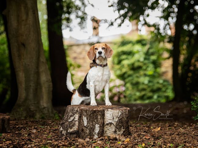 Karen Smith Photography - Northampton Dog Photographer - Northampton