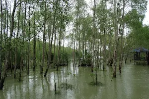 Mangrove Forest image
