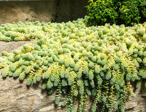 Botanical Garden «Franklin Park Conservatory and Botanical Gardens», reviews and photos, 1777 E Broad St, Columbus, OH 43203, USA