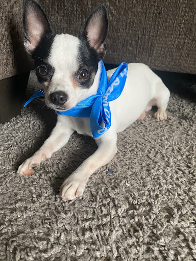 Pet Supply Store «PetSmart», reviews and photos, 10164 Colerain Ave, Cincinnati, OH 45251, USA