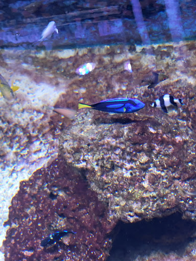 Tropical Fish Store «Best Fish», reviews and photos, 1335 N Doctor M.L.K. Dr, Milwaukee, WI 53212, USA