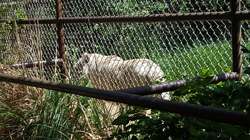 The Wild Animal Sanctuary-TEXAS - FKA -International Exotic Animal Sanctuary image 6