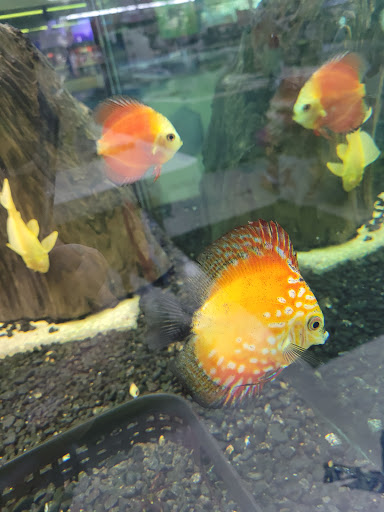 Pet Store «Leesburg Pet Center», reviews and photos, 959 N 14th St, Leesburg, FL 34748, USA