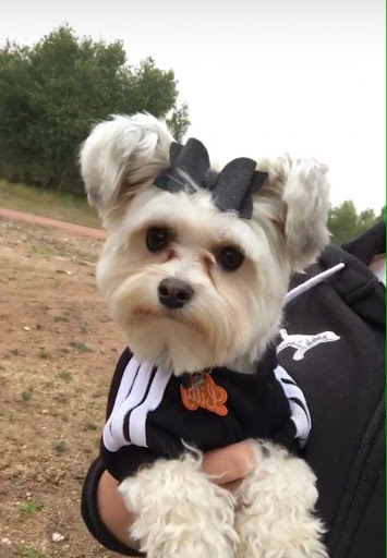 Pet Store «Puppy Boutique Store», reviews and photos, 4001 N Federal Hwy, Fort Lauderdale, FL 33308, USA