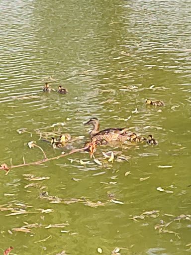 Golf Course «Waters Edge Mini Golf», reviews and photos, 230 N Ronks Rd, Bird in Hand, PA 17505, USA