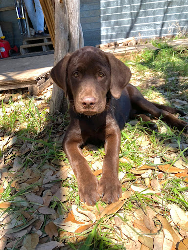 Insurance Agency «State Farm: Matt Springer», reviews and photos