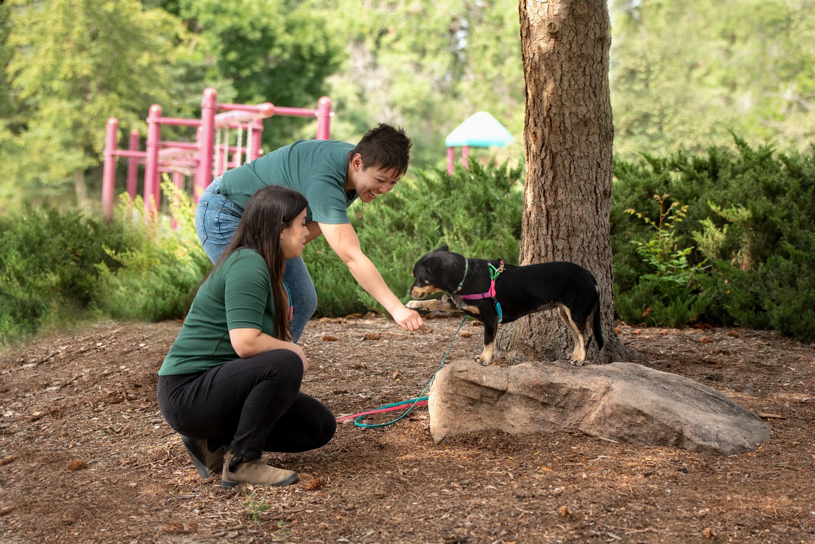 COLLAB Dog Training