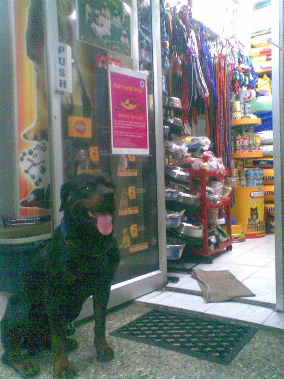 Adyar Pet Shop