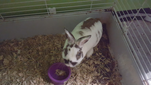 Pet Supply Store «R&S Pet Supplies», reviews and photos, 275 NY-25A #8, Miller Place, NY 11764, USA