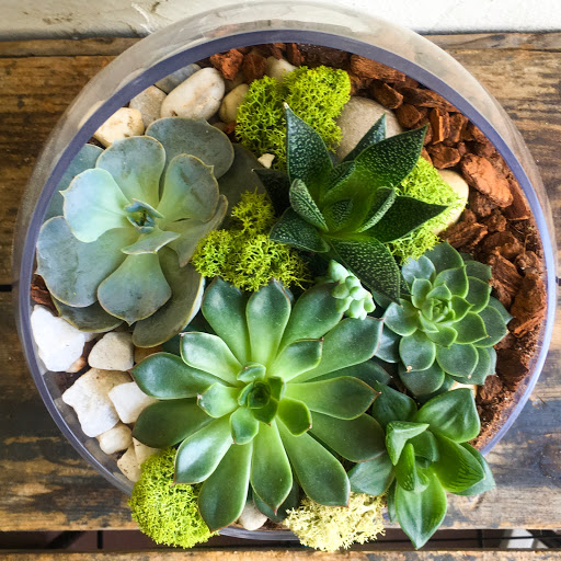 Wholesale Florist «Urban Jungle», reviews and photos, 2603 Sherman Ave NW, Washington, DC 20001, USA