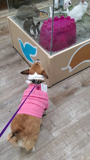 Pet Supply Store «Petland Dallas», reviews and photos, 11909 Preston Rd, Dallas, TX 75230, USA