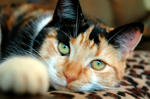 Happy Kitty Cat - Cat Sitting Portsmouth