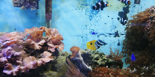 Pet Store «Fish Aquariums & Stuff», reviews and photos, 6112 W Fairview Ave, Boise, ID 83704, USA