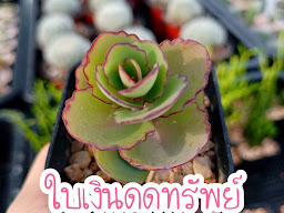 ลิลลี่แคคตัส