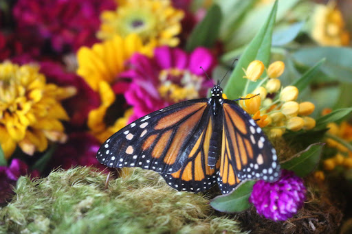 Farm «Idlewild Butterfly Farm», reviews and photos, 1100 Logan St, Louisville, KY 40204, USA