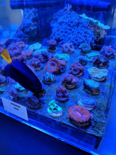Pet Store «Mandarin SeaLife», reviews and photos, 9633 Old St Augustine Rd #2, Jacksonville, FL 32257, USA