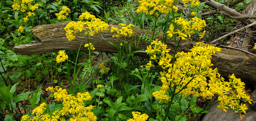 Golf Course «Indian Boundary Golf Course», reviews and photos, 8600 W Forest Preserve Ave, Chicago, IL 60634, USA