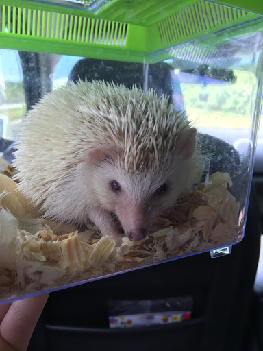 Pet Store «Island Pet Shop», reviews and photos, 55 Goodwin Dr # 102, Merritt Island, FL 32952, USA