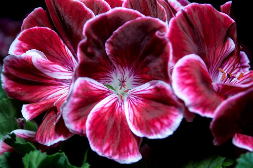 Florist «Mamaroneck Flowers», reviews and photos, 615 E Boston Post Rd, Mamaroneck, NY 10543, USA