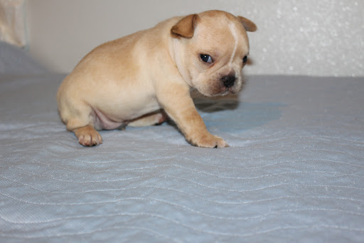 Pet Supply Store «Lil Rascals», reviews and photos, 10035 Gulf Center Dr #105, Fort Myers, FL 33913, USA