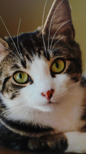 Pet Store «PetSmart», reviews and photos, 3152 Phoenix Center Dr, Washington, MO 63090, USA