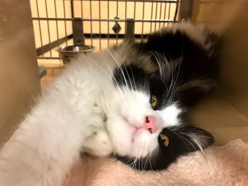 Pet Supply Store «PetSmart», reviews and photos, 400 Universal Dr N, North Haven, CT 06473, USA