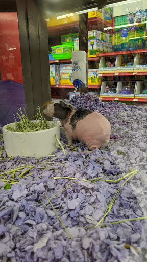Pet Supply Store «Petco Animal Supplies», reviews and photos, 85 State St, Orem, UT 84058, USA