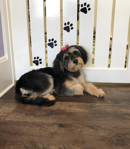 Groom To Bloom Dog Salon