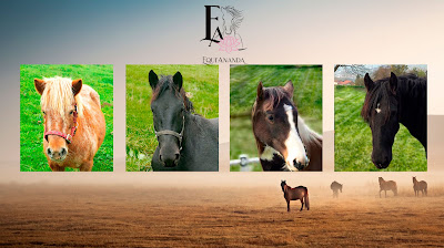 Equi'Ananda à Montferrat
