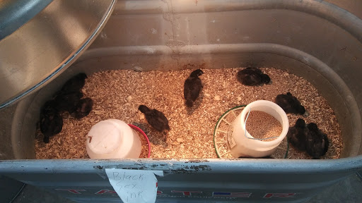 Department Store «Rural King», reviews and photos, 2960 E 10th St, Jeffersonville, IN 47130, USA