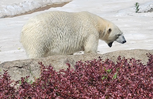Zoo «Arctic Ring of Life», reviews and photos, 8450 W 10 Mile Rd, Royal Oak, MI 48067, USA