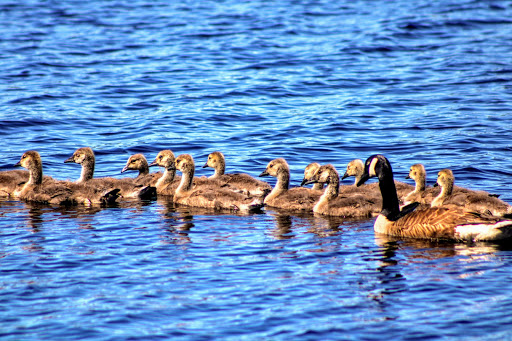 Park «Malaga Lake Park», reviews and photos, 445 Malaga Park Dr, Malaga, NJ 08328, USA