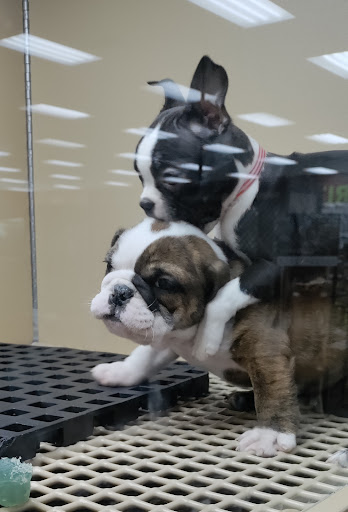 Pet Store «Petland Las Vegas», reviews and photos, 8800 W Charleston Blvd #3, Las Vegas, NV 89145, USA